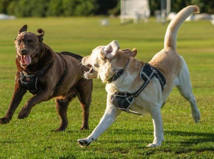 Body Condition Scoring for Pets: How to Tell If Your Pet Is a Healthy Weight