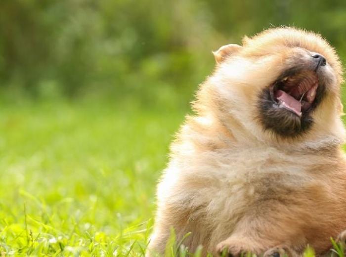 Dog Reverse Sneeze: What That Snorting Sound Means