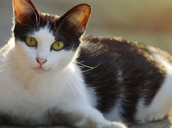 Pyometra in Cats: Signs of a Uterine Infection Owners May Miss